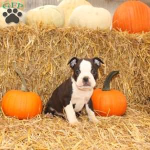 Jakey, Boston Terrier Puppy